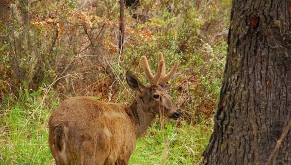 Huemul chileno