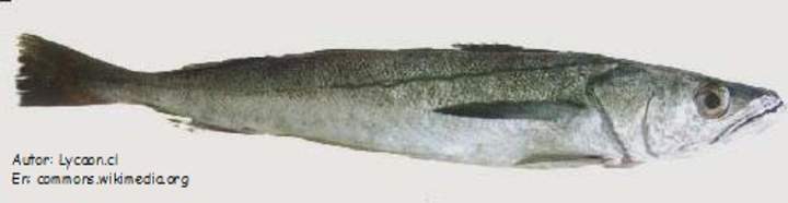 Merluza chilena