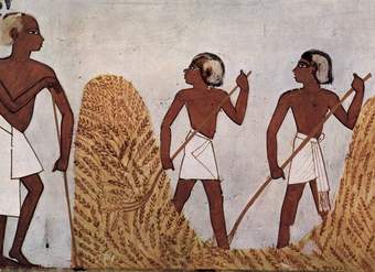 Cosecha de cereales, mural egipcio