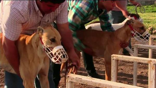 Carreras de galgos