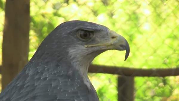 Hospital de aves