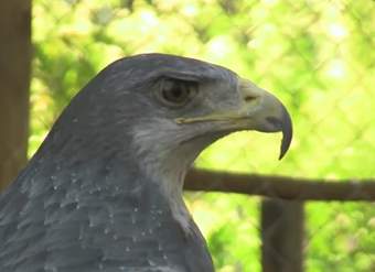 Hospital de aves