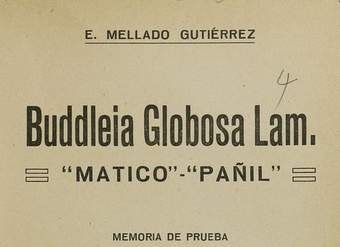 Buddleia globosa lam: matico - pañil