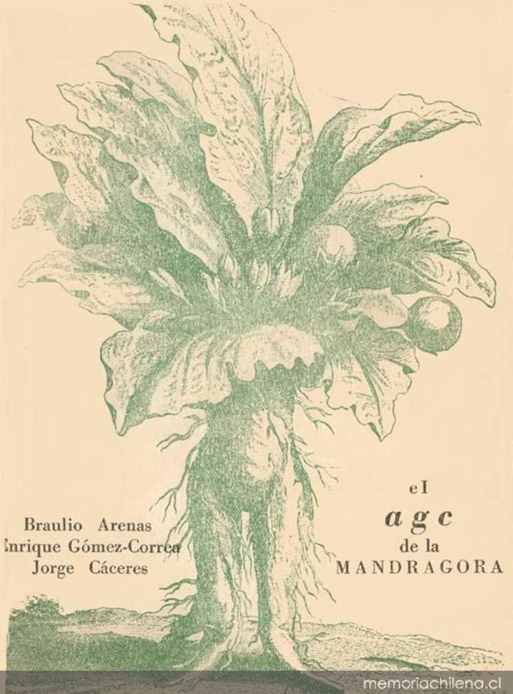 El a g c de la Mandrágora