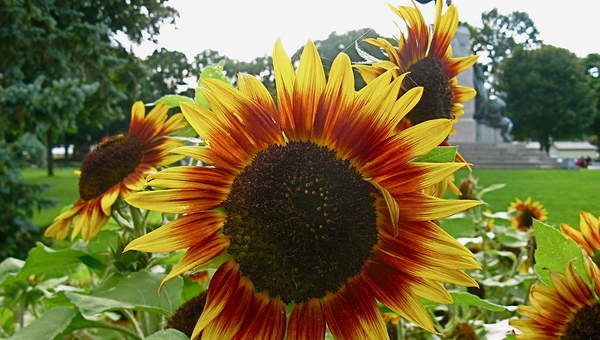 Girasoles