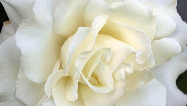 Rosa Blanca