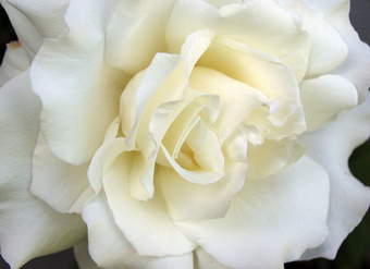 Rosa Blanca