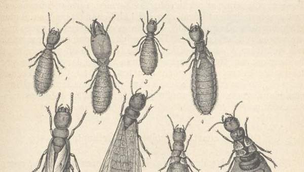 Dibujo de insectos Termes lucifugum