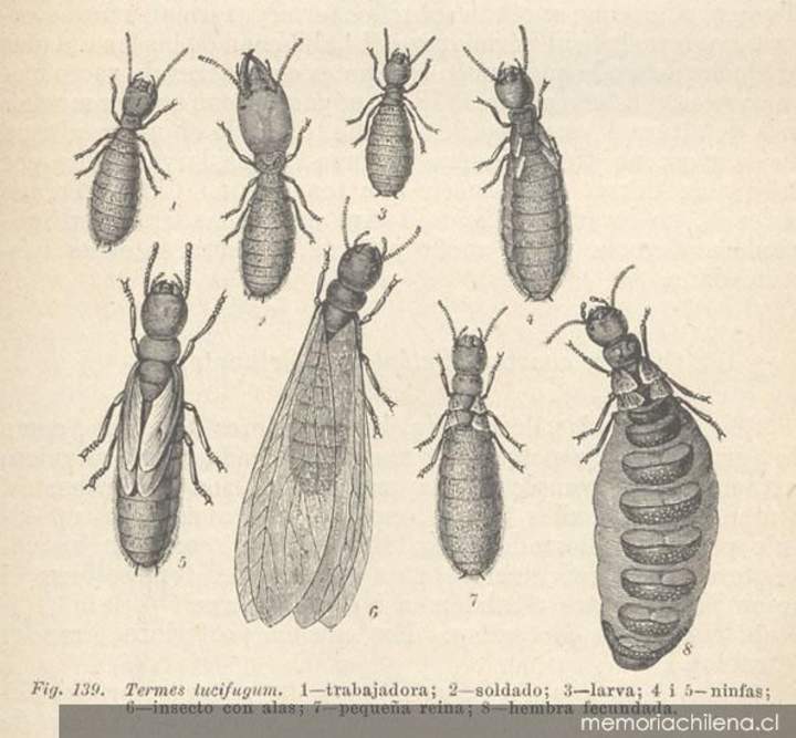 Dibujo de insectos Termes lucifugum