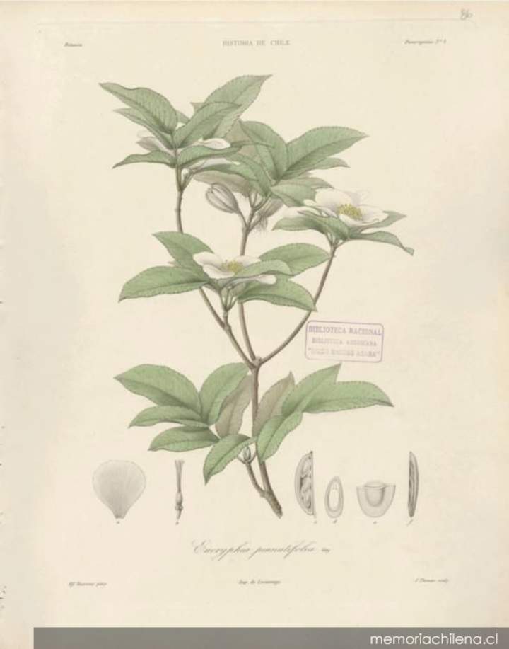 Dibujo de planta Eucryphia pinnatifolia