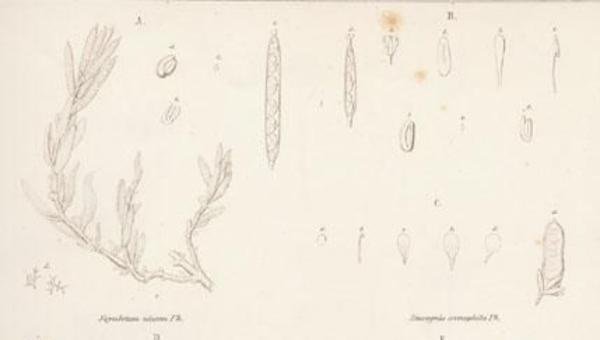 Dibujo de plantan del desierto de Atacama