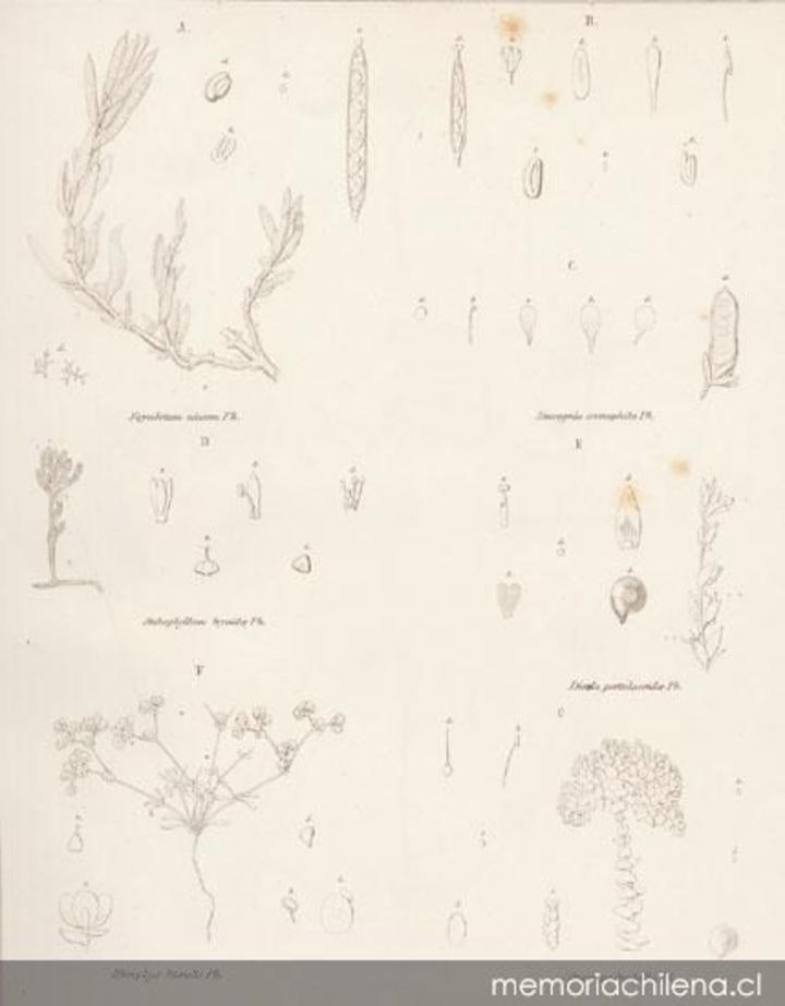 Dibujo de plantan del desierto de Atacama