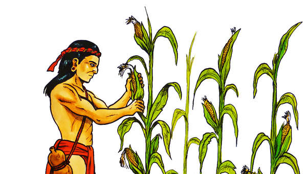 Agricultura maya