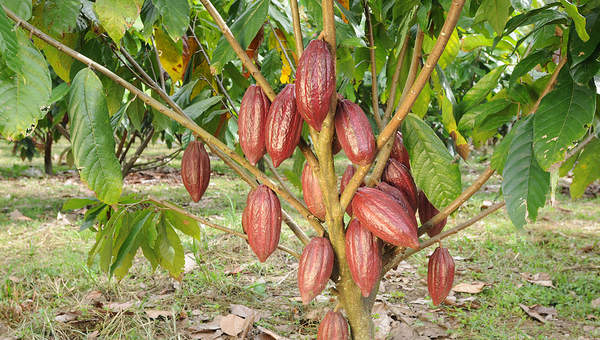 Árbol de cacao