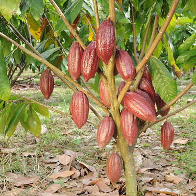 Árbol de cacao