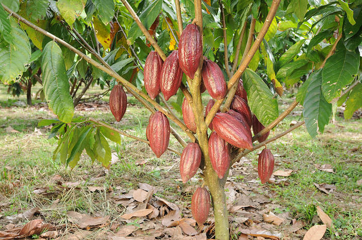 Árbol de cacao