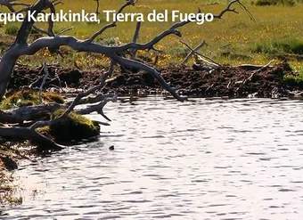 Castores en Tierra del Fuego