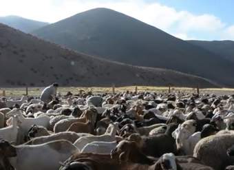 Video de actividad sugerida - LC04 – Colla – U1 : Investigan sobre las comunidades indígenas colla presentes en su territorio y sus orígenes.