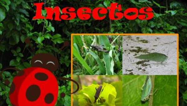 Insectos