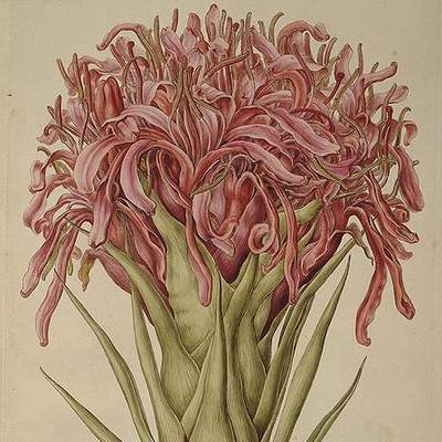 Ilustración de Doruanthes excelsa de Ferdinand Bauer