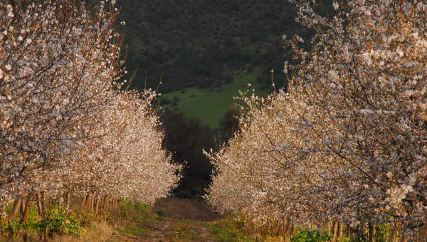 Almendros