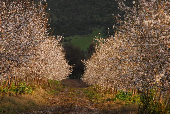 Almendros