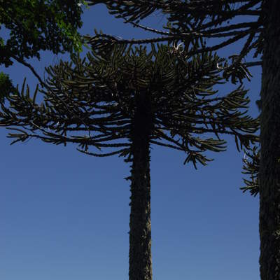 Araucaria