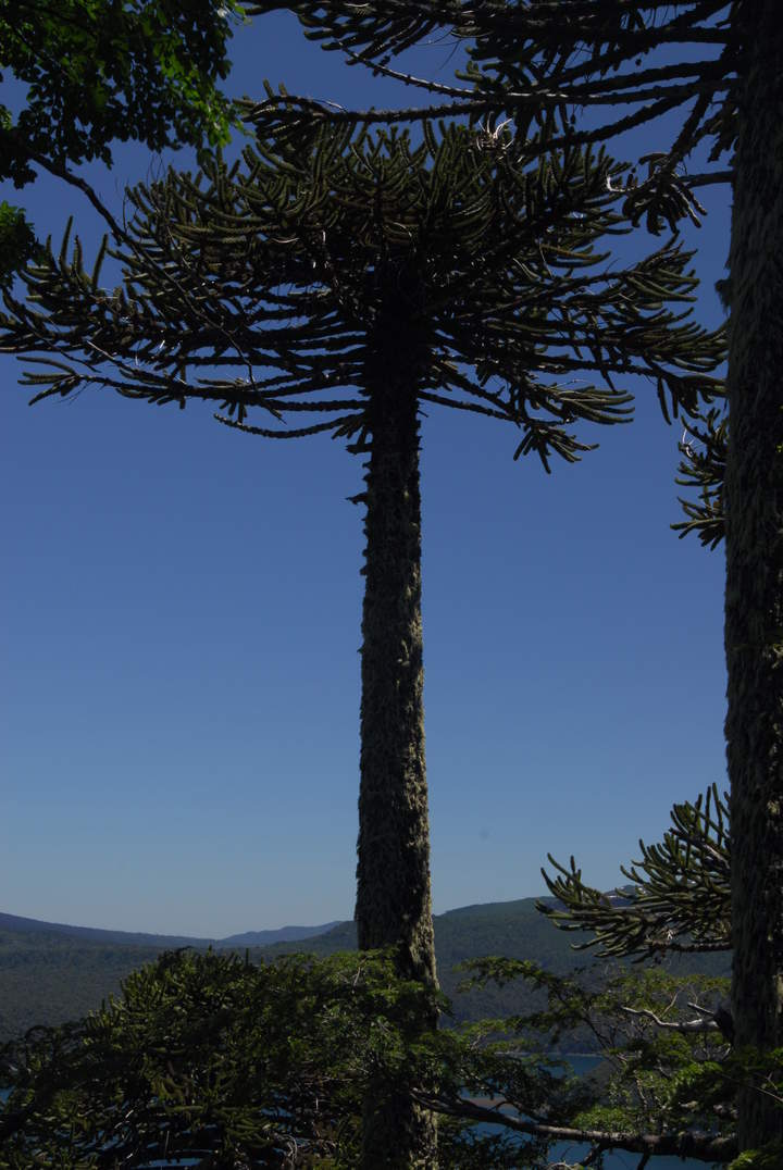 Araucaria