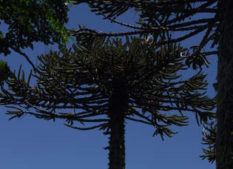 Araucaria