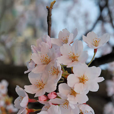 Cerezo en flor