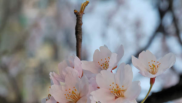 Cerezo en flor