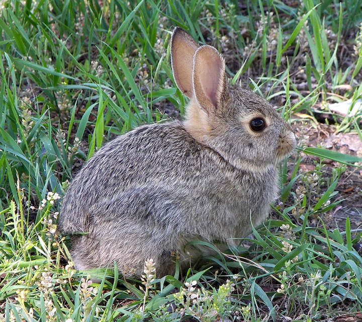 Conejo