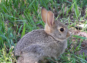 Conejo