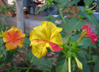 Flor de Mirabilis