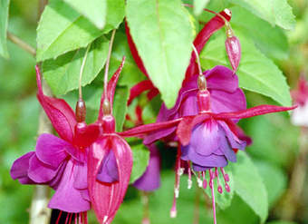 Flor fucsia (fuchsia)