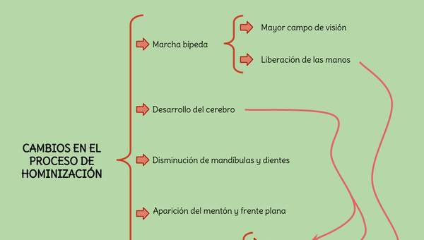 Cambios en el proceso de hominización