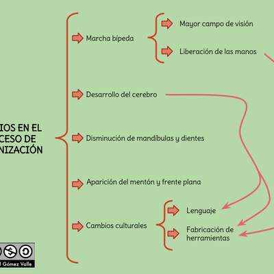 Cambios en el proceso de hominización