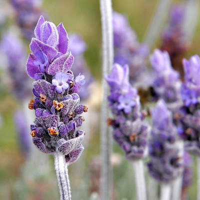 Flor lavanda