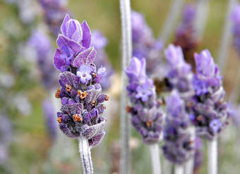 Flor lavanda