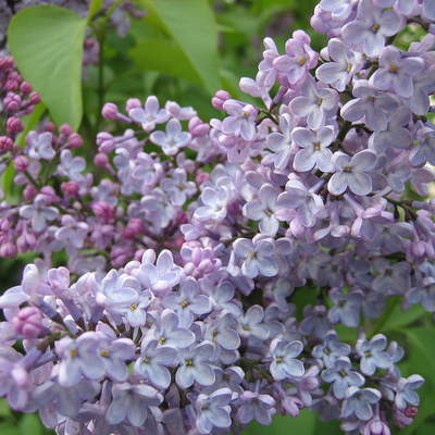 Flor lila