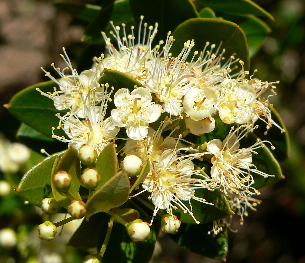 Fotografía de flor de meli - Curriculum Nacional. MINEDUC. Chile.