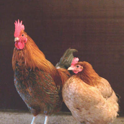 Gallo y Gallina