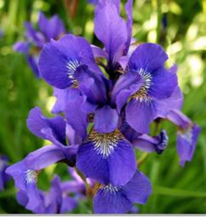 Iris