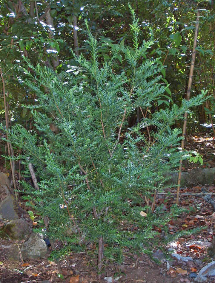 Lleuque