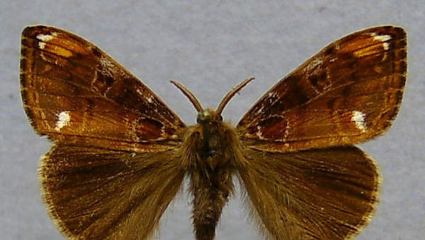 Mariposa 1