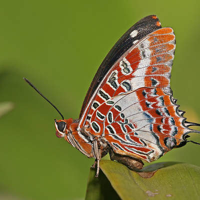 Mariposa 5