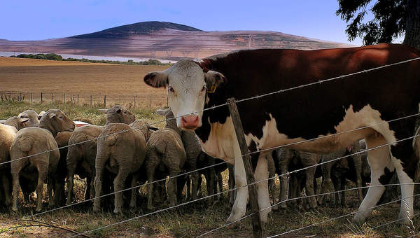 Vaca y ovejas