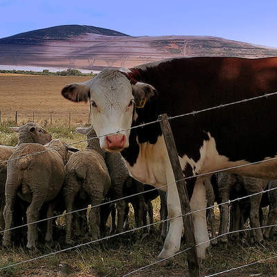 Vaca y ovejas