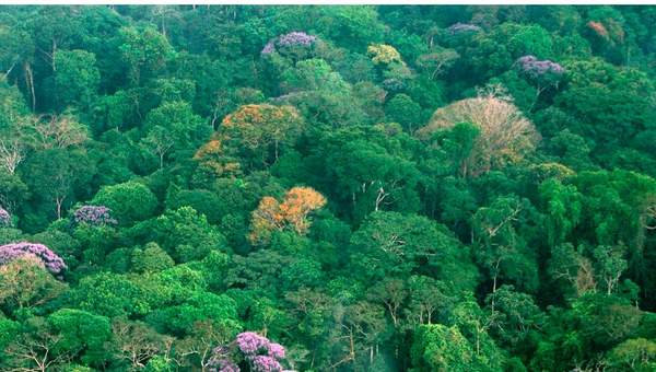 Selva en Panamá