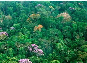 Selva en Panamá